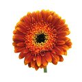 Gerbera Robin Hood